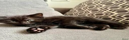British Shorthair cats for sale: Kittens for sale - Advert 6
