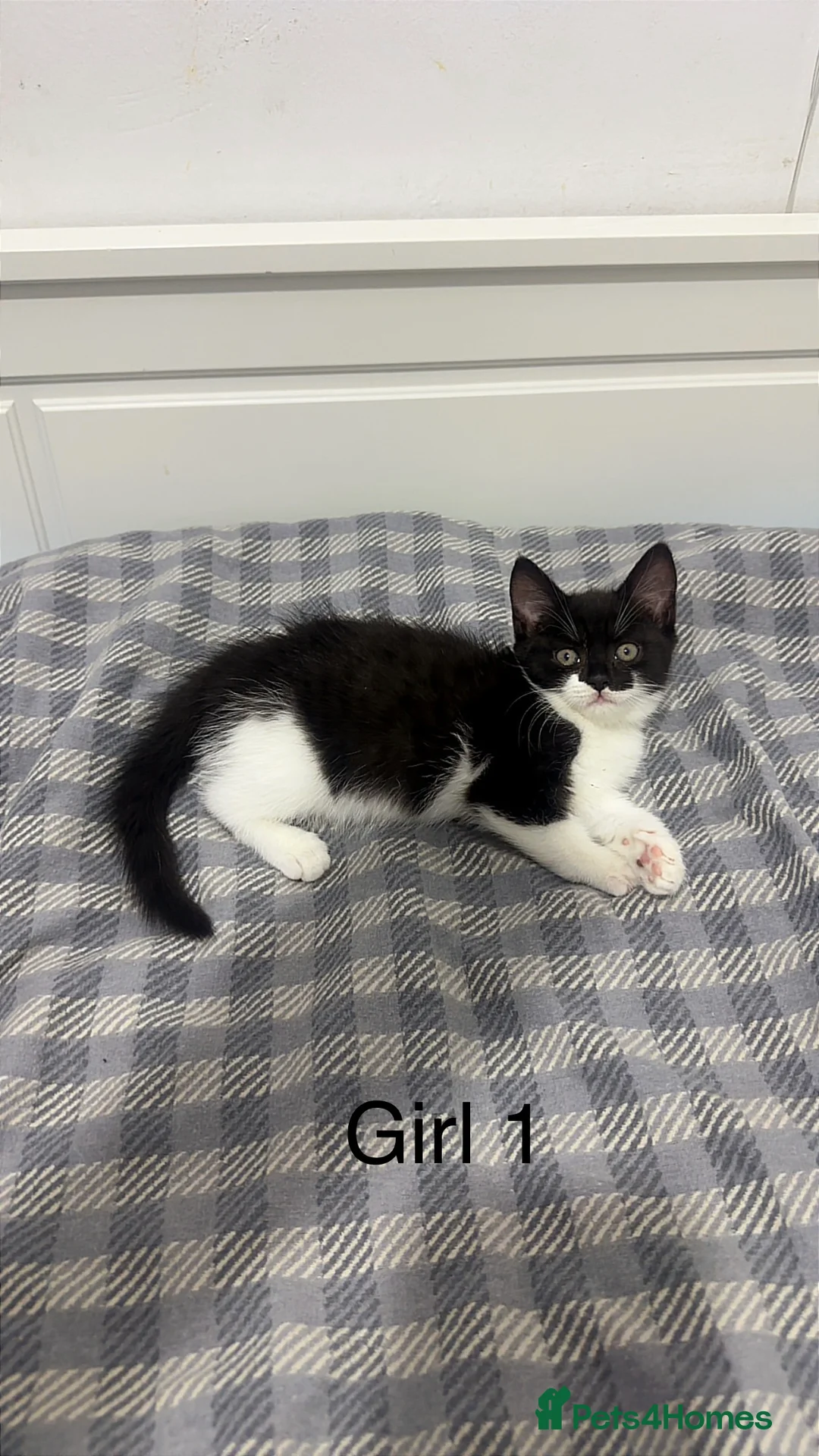 Mixed Breed cats for sale: Mixed kittens  - Advert 2