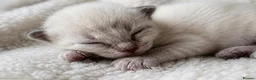 Ragdoll cats for sale: ✨ Beautiful Ragdoll Kittens – Ready Now ✨ - Advert 14