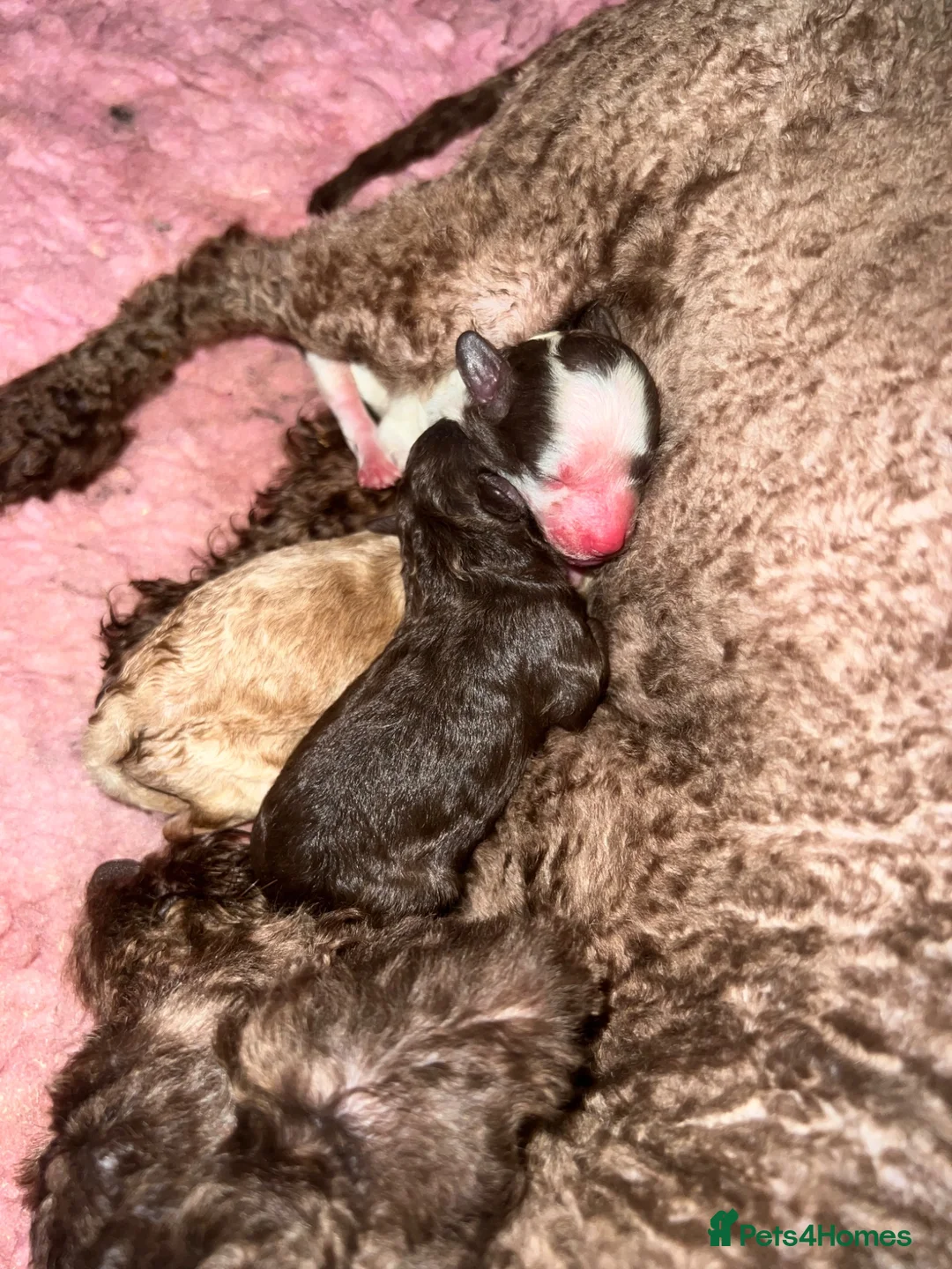 Toy Poodle dogs for sale: KC brown Parti, apricot, brown Toy Poodles - Advert 2