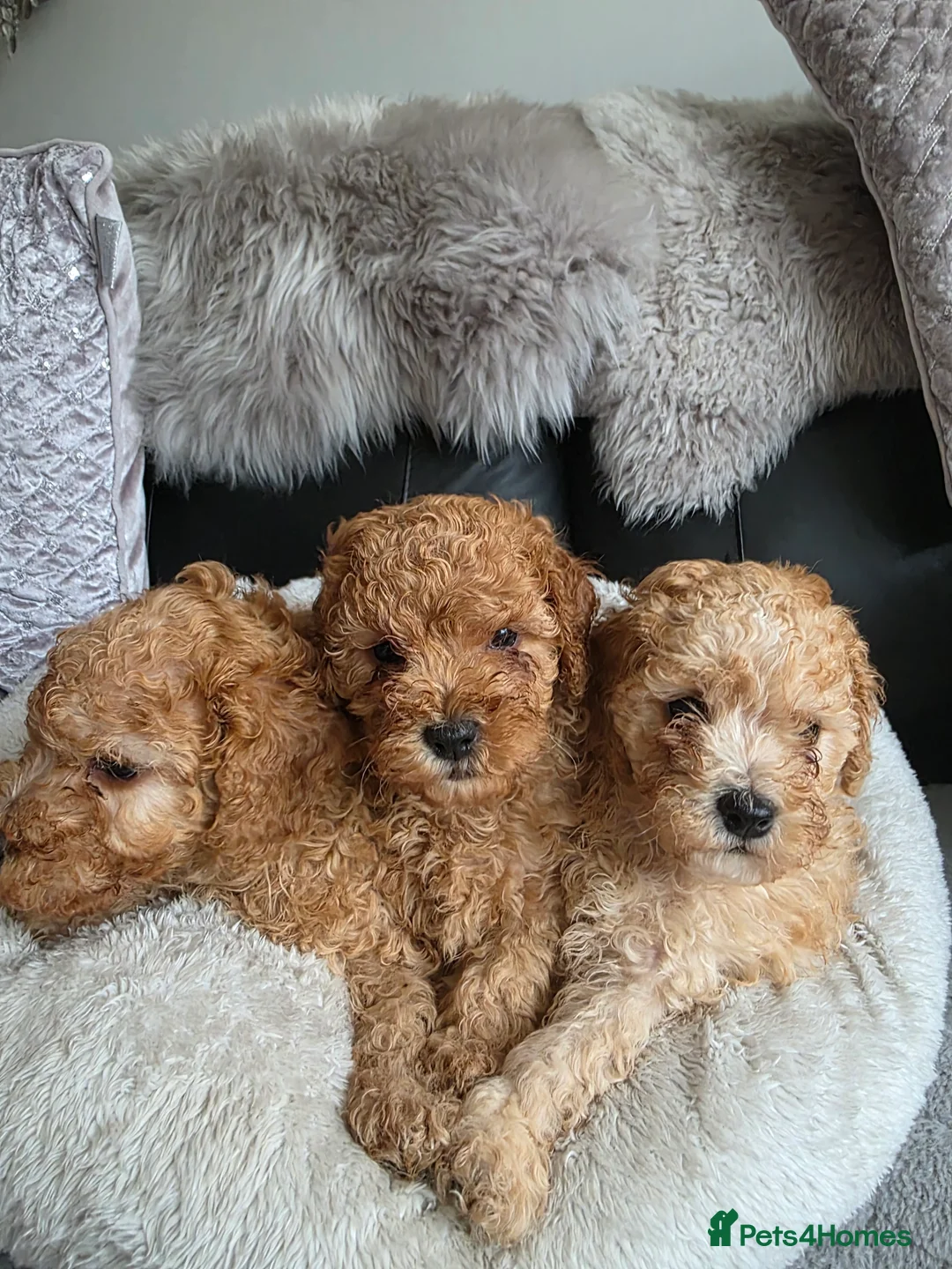 Cockapoo dogs for sale: Cream Cockapoo puppies - Advert 17
