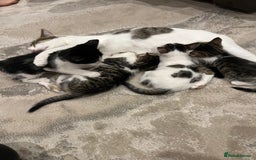 Mixed Breed cats for sale: Mixed breed kittens - Image 1