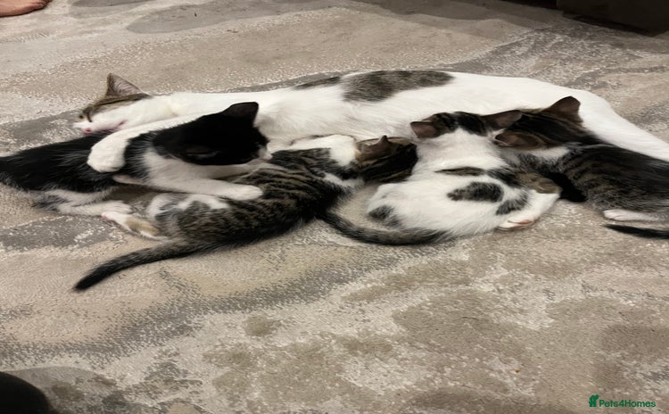 Mixed Breed cats - Advert 8