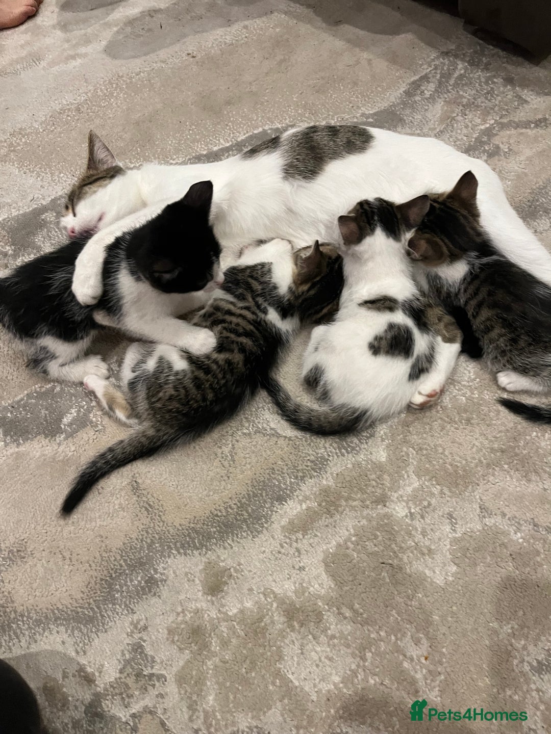 Mixed Breed cats for sale: Mixed breed kittens - Image 1