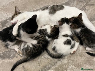 Mixed Breed cats - Advert 11