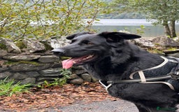 German Shepherd dogs for sale: Female German shepherd 2yo - Image 1