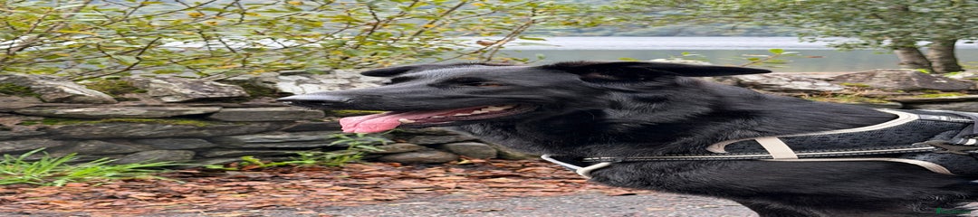 Female German Shepherd 2yo