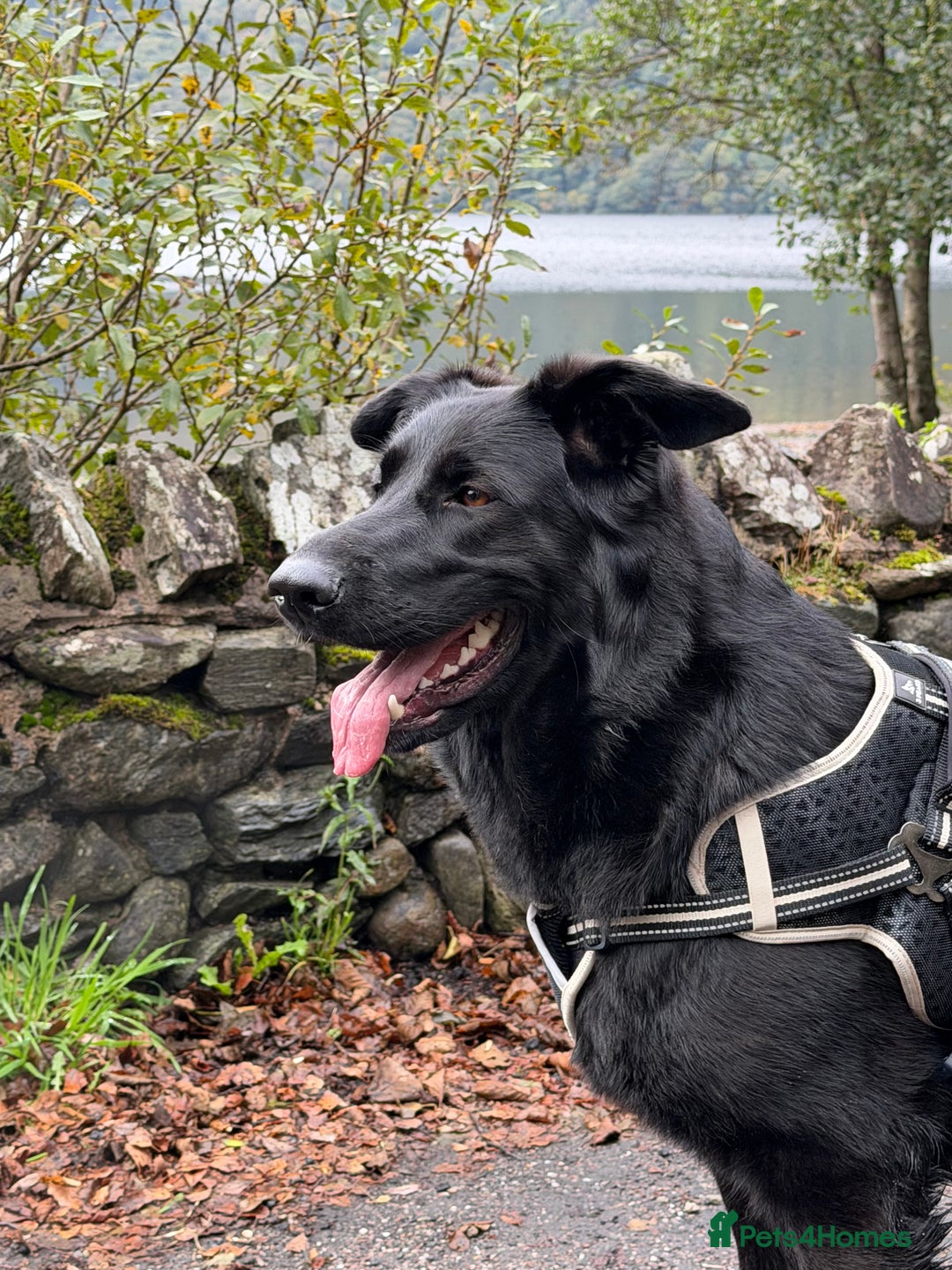 German Shepherd dogs for sale: Female German shepherd 2yo - Image 1