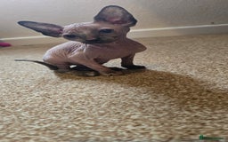 Sphynx cats for sale: Female sphynx kitten - Image 4