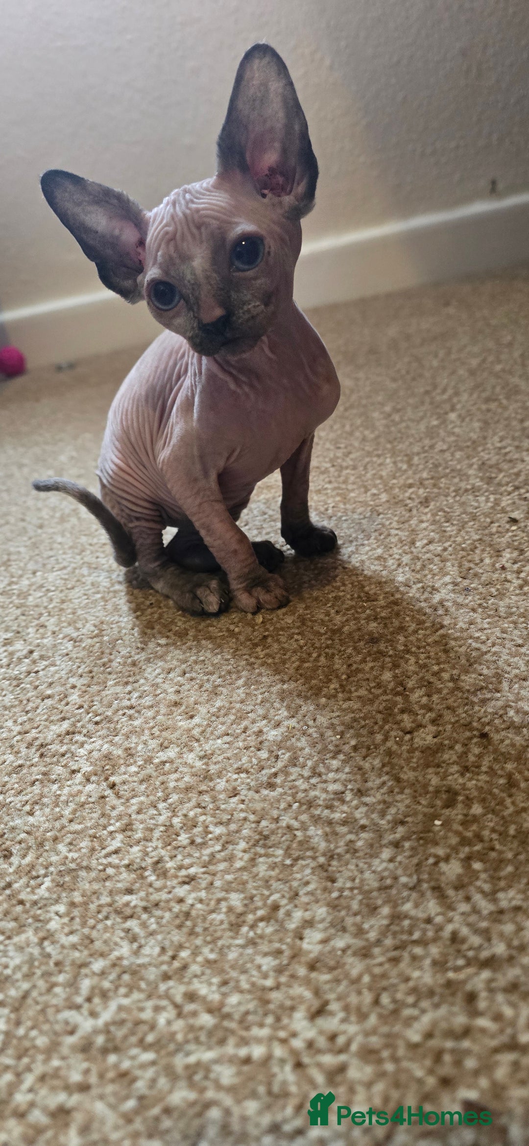 Sphynx cats for sale: Female sphynx kitten - Image 4