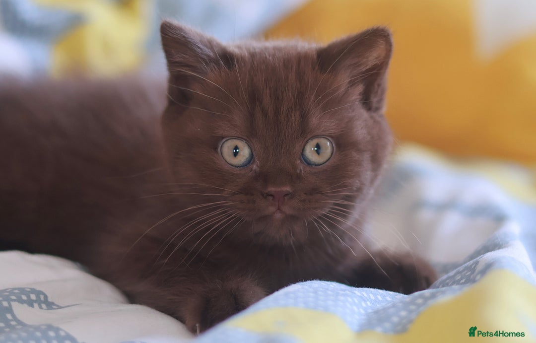 British Shorthair cats for sale: TICA Reg Chocolate Boys - Image 3