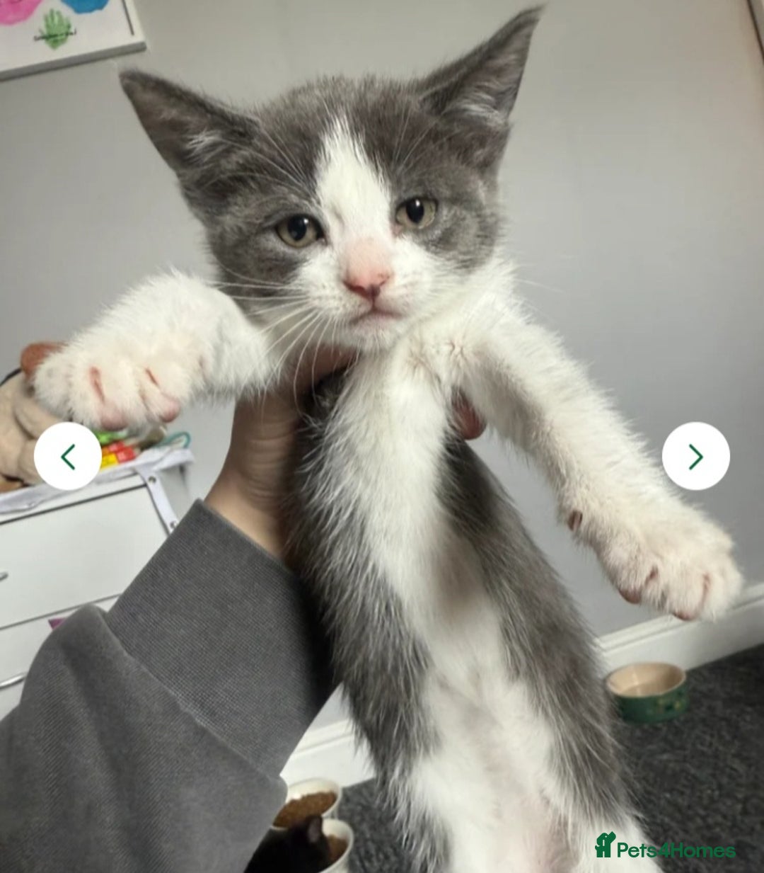 Mixed Breed cats for sale: Rehoming female kitten - Image 3