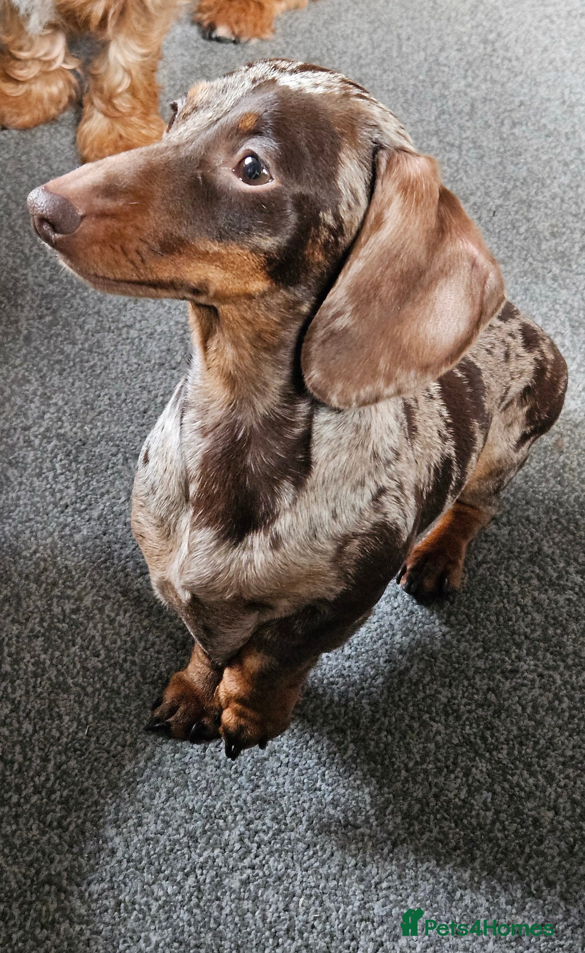 Miniature Dachshund dogs KC Miniature Dachshund Puppies  - Advert 4