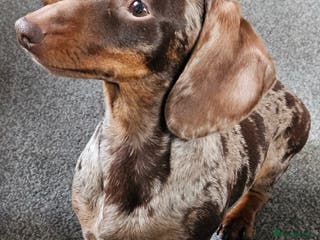 Miniature Dachshund dogs KC Miniature Dachshund Puppies - Advert 4