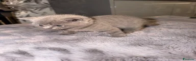 British Shorthair 1