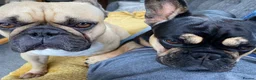 French Bulldog dogs for adoption: FRANK & MILO FRENCHIES ADOPTION IN WESTCOUNTRY - Advert 10