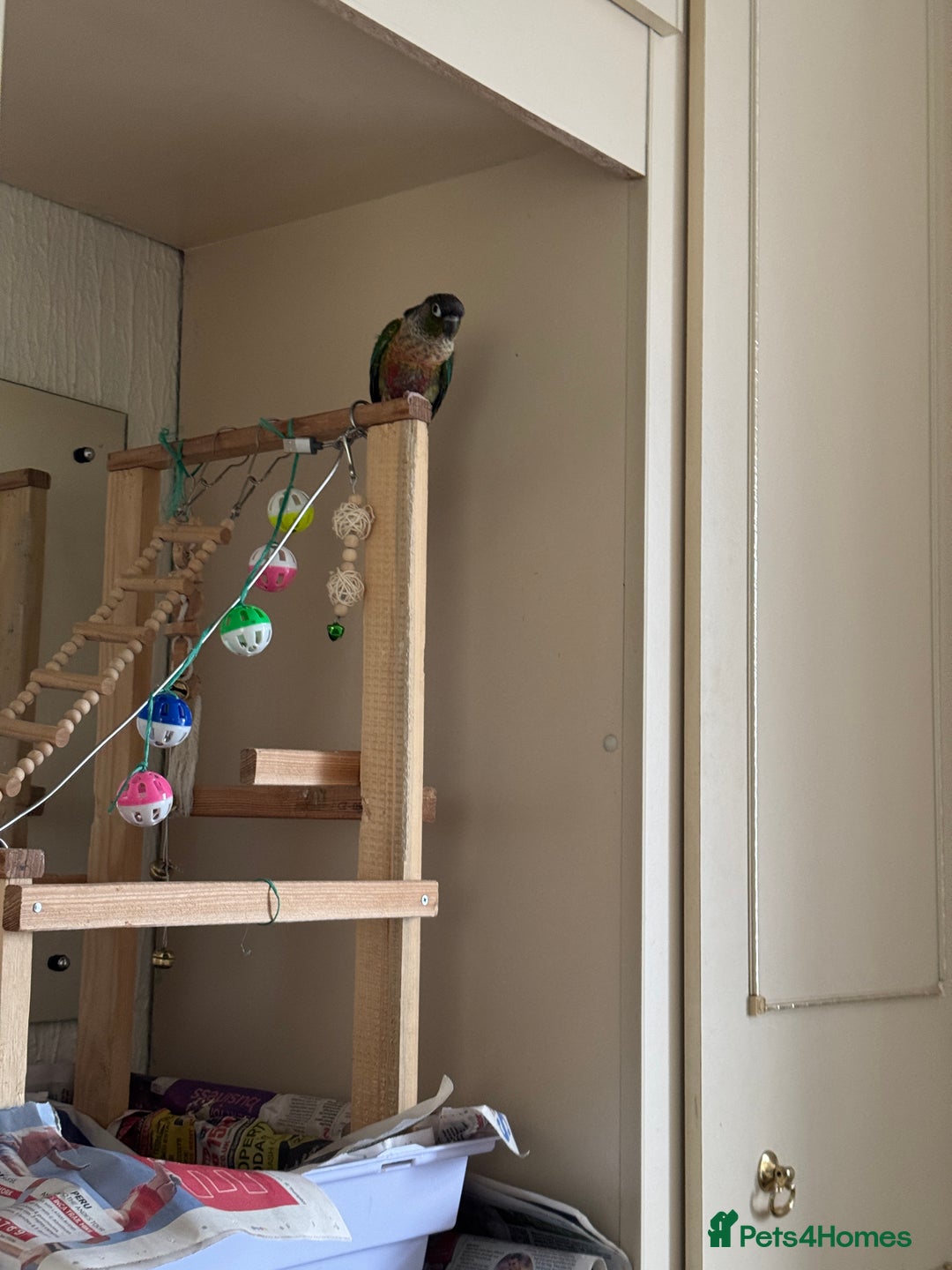 Conures birds for sale: Green cheek conures - Advert 4