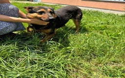 German Shepherd dogs for adoption: RICO  - Image 13