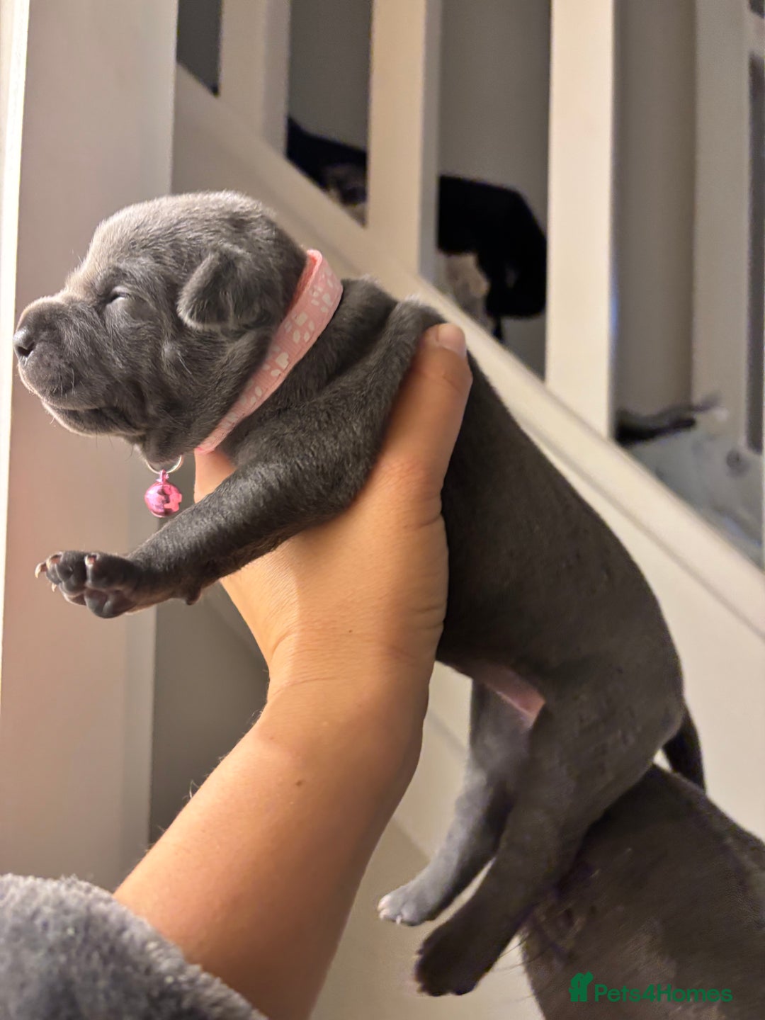 Staffordshire Bull Terrier dogs for sale: Beautiful Blue Stafford bullterriers - Image 18