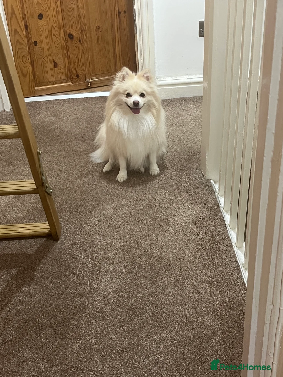 Pomeranian dogs for stud: Pomeranian for stud  - Advert 13