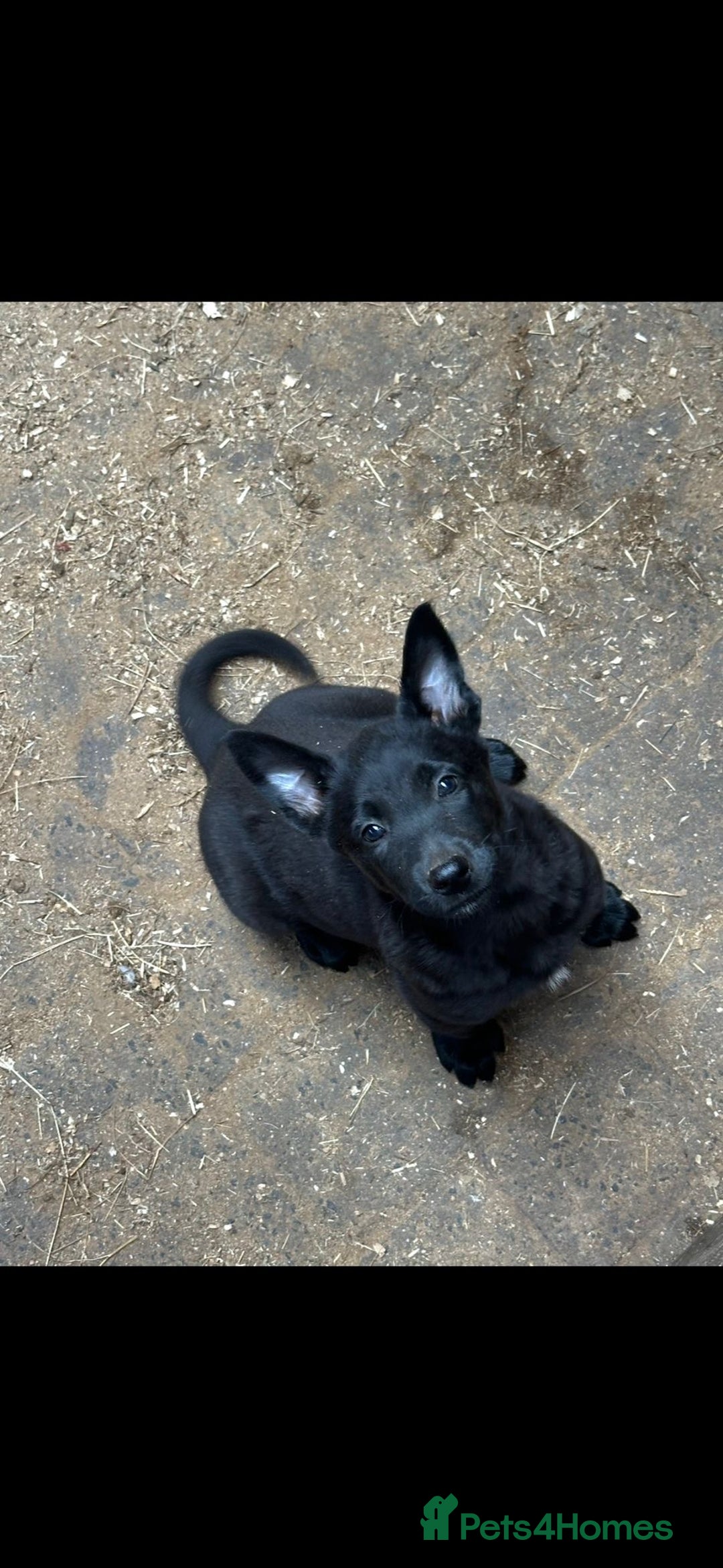 Belgian Shepherd Dog dogs for sale: beglan malimoiuse - Image 2