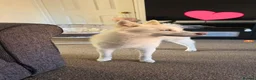Pomsky dogs for sale: Pomsky for sale in Mansfield - Advert 3