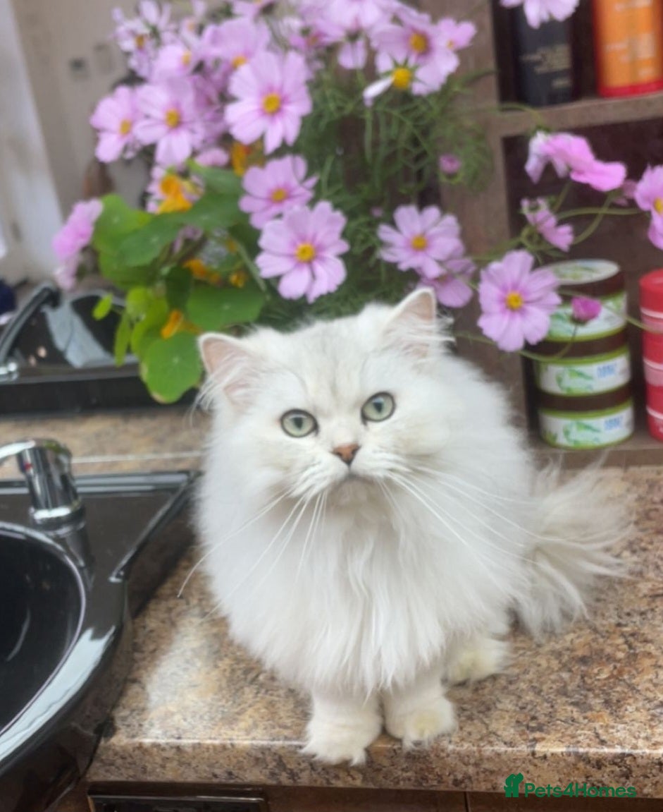 British Longhair cats for sale: Loving British Longhair Sweetheart  - Advert 1