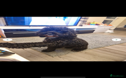 Mixed Breed dogs for sale: 🤎 Miniature Schnauzer X Cockapoo 🤎 - Image 20
