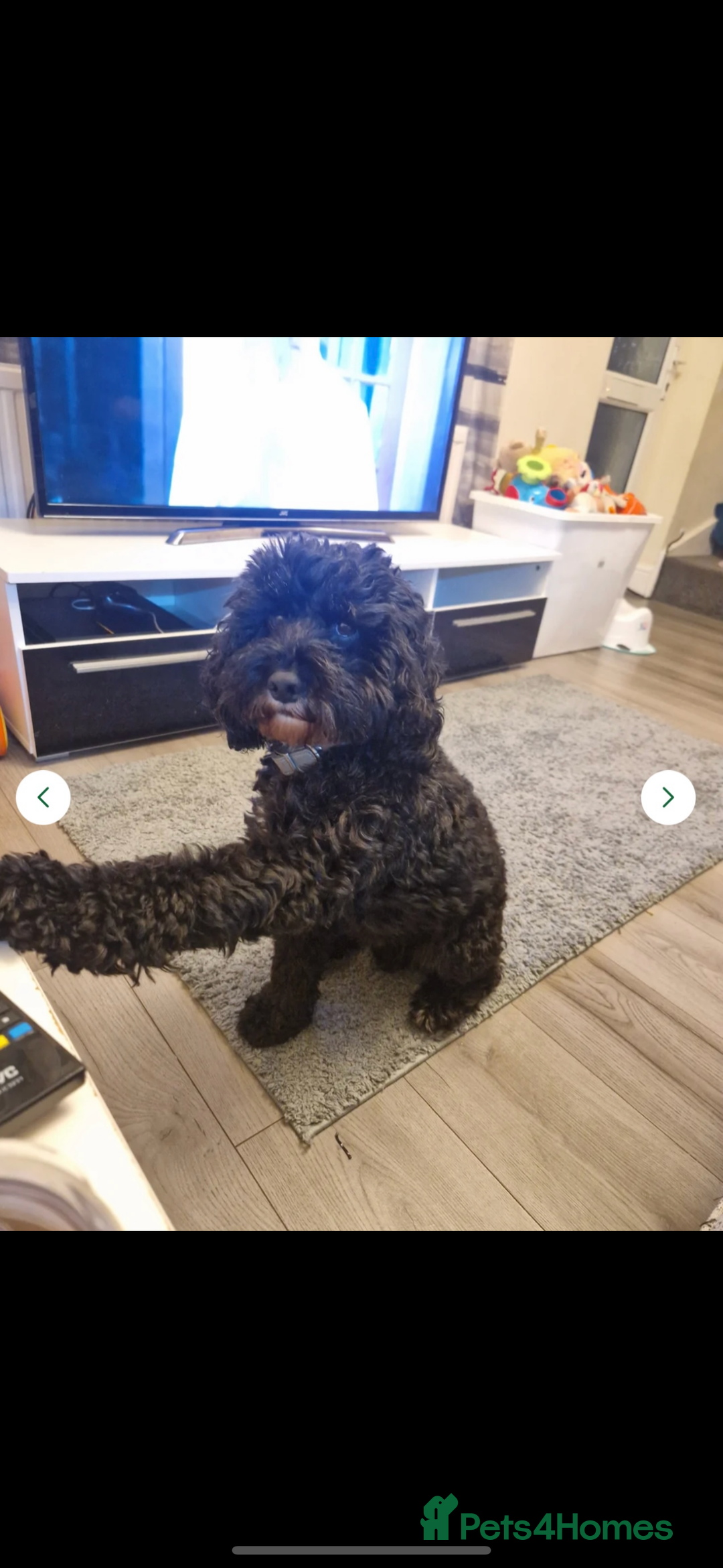 Mixed Breed dogs for sale: 🤎 Miniature Schnauzer X Cockapoo 🤎 - Image 20