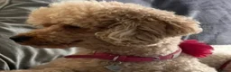 Cavapoo dogs for sale: 🐶🐾Adorable Cavaschnauzer Pups🐾🐶 - Advert 12