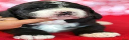 Bernedoodle dogs for sale: Beautiful Bernidoodles - Advert 13