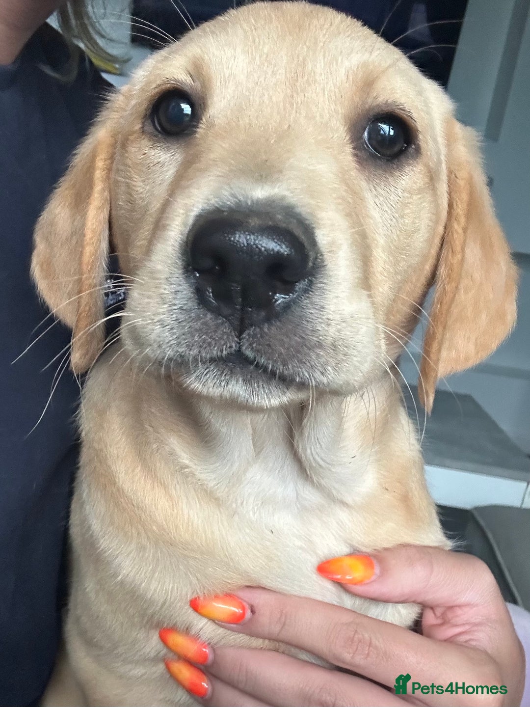 Goldador dogs for sale: 🐶 Last Beautiful Girl Available 🩷 - Image 1