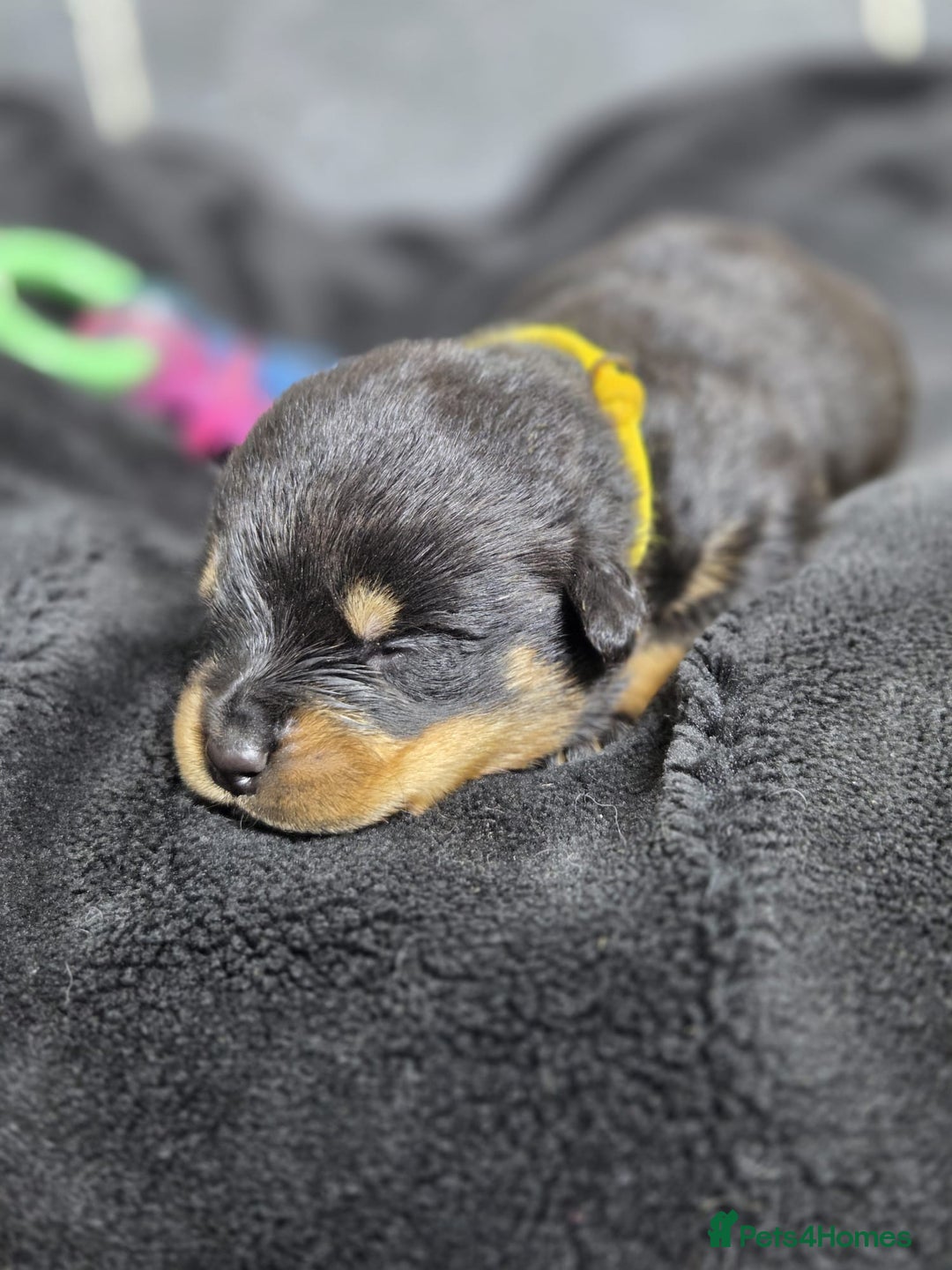 Rottweiler dogs for sale: Stunning Rottweiler pups - Advert 11