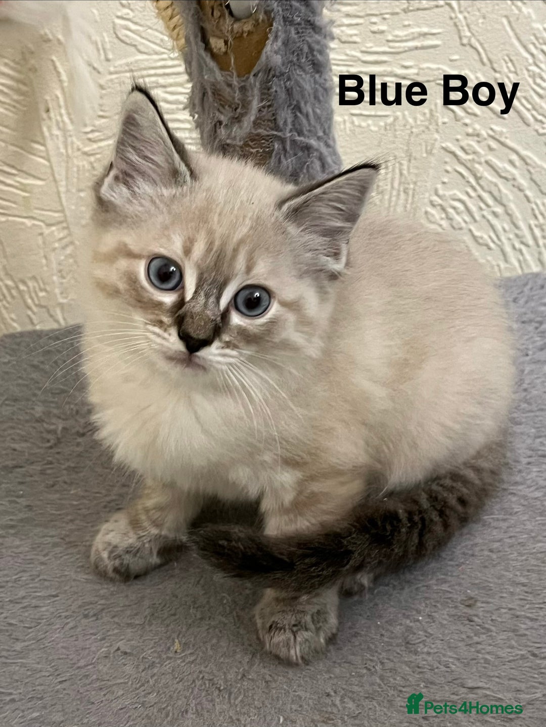 Ragdoll cats for sale: ❤️5 Beautiful Pure Ragdoll Kittens❗️❤️🐈 - Advert 9