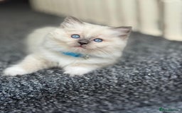 Ragdoll cats for sale: 🐾 Beautiful Blue Point Ragdoll Kittens 🐾 - Image 3