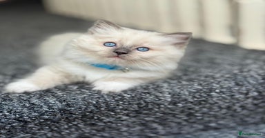 Ragdoll cats - Advert 8