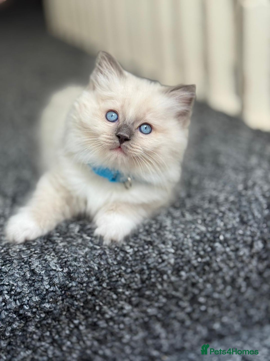 Ragdoll cats for sale: 🐾 Beautiful Blue Point Ragdoll Kittens 🐾 - Image 3