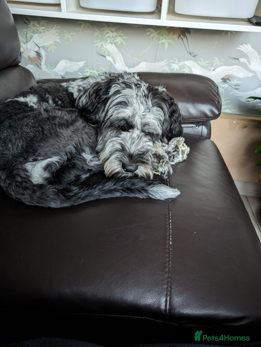 Cockapoo dogs for stud: F1 Cockapoo for stud - Image 5