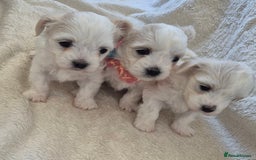 Maltese dogs for sale: Mr, mrs - Image 5