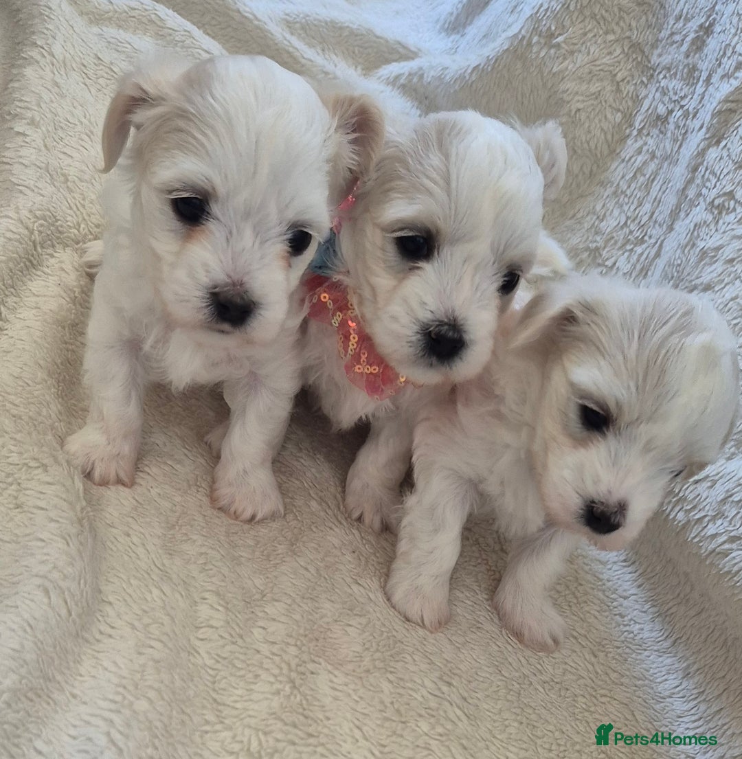 Maltese dogs for sale: Mr, mrs - Image 5