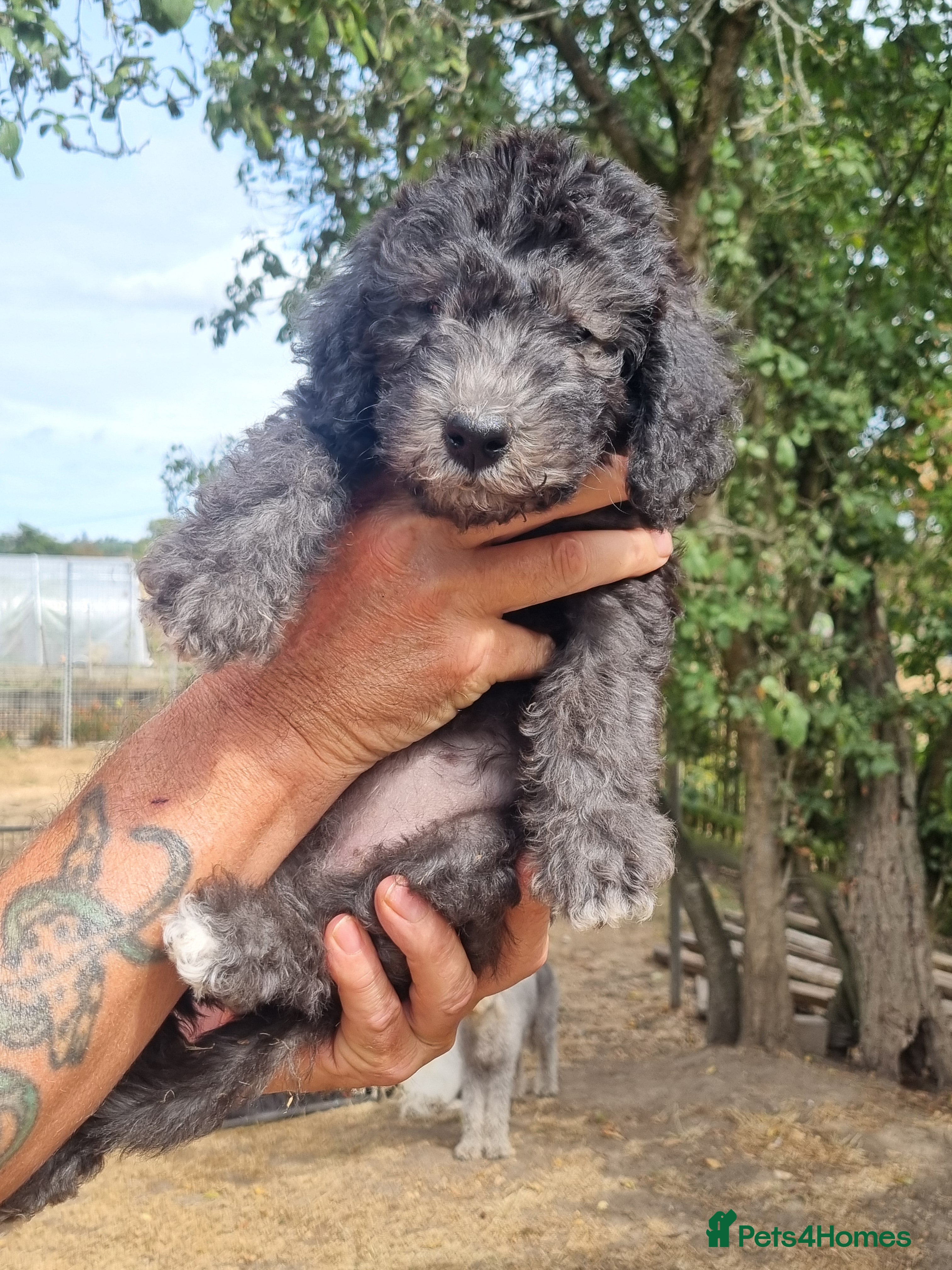 Bedlington Terrier dogs Bedlington terrier  bitch pup - Advert 1