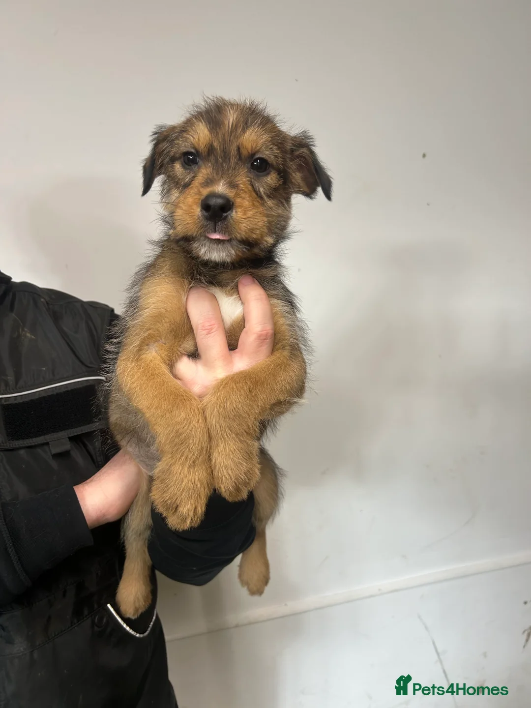 Soft Coated Wheaten Terrier dogs for sale: Traditional Irish Wheaten Terriers  - Advert 18