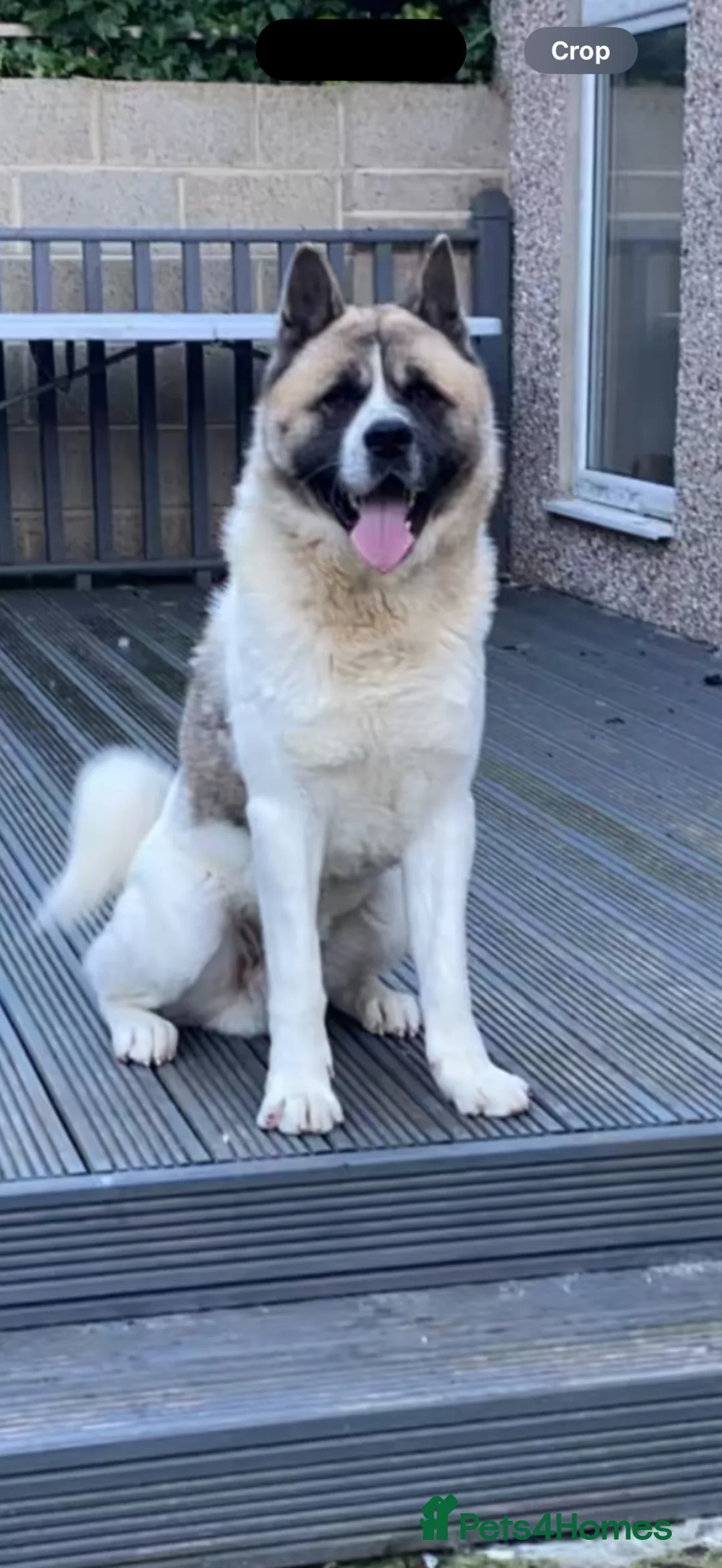 Akita dogs for sale: Chico - Advert 1