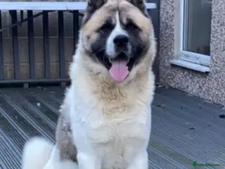 Akita dogs Chico - Advert 6