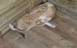 Continental Giant rabbits for sale: Mum and daughter continental giant  - Image 6