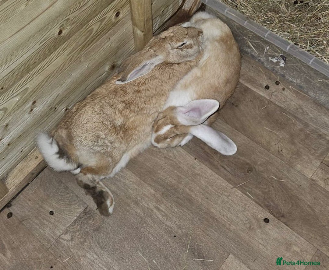 Continental Giant rabbits for sale: Mum and daughter continental giant  - Image 6