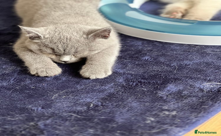 British Shorthair cats - Advert 1