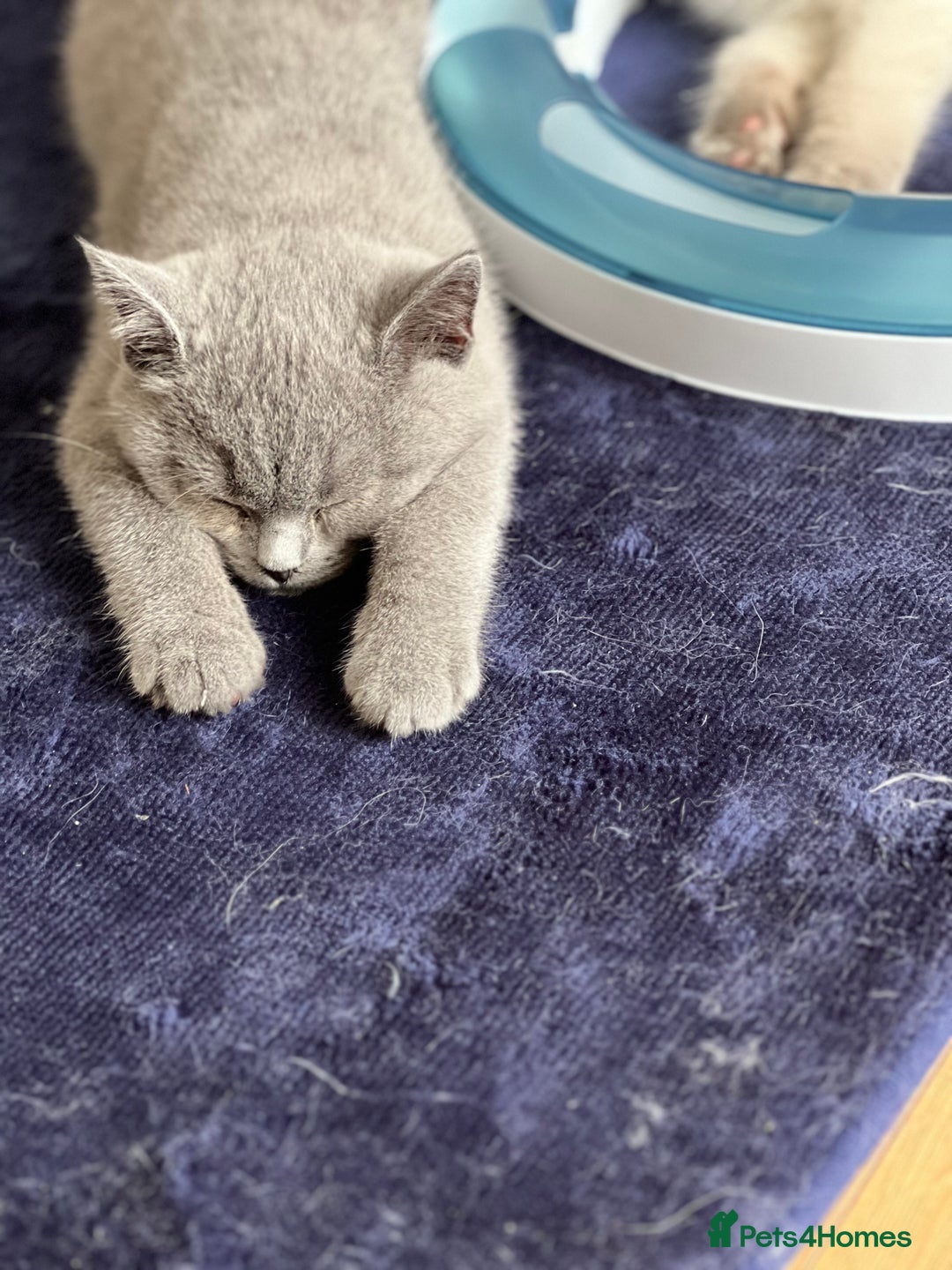 British Shorthair cats for sale: GCCF BSH KITTEN( female) - Image 1