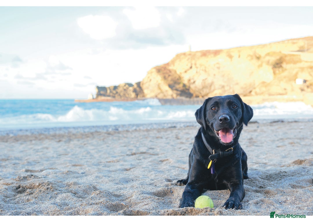 Labrador Retriever dogs for sale: KC registered yellow Labradors. Ready from 23 Dec - Advert 8