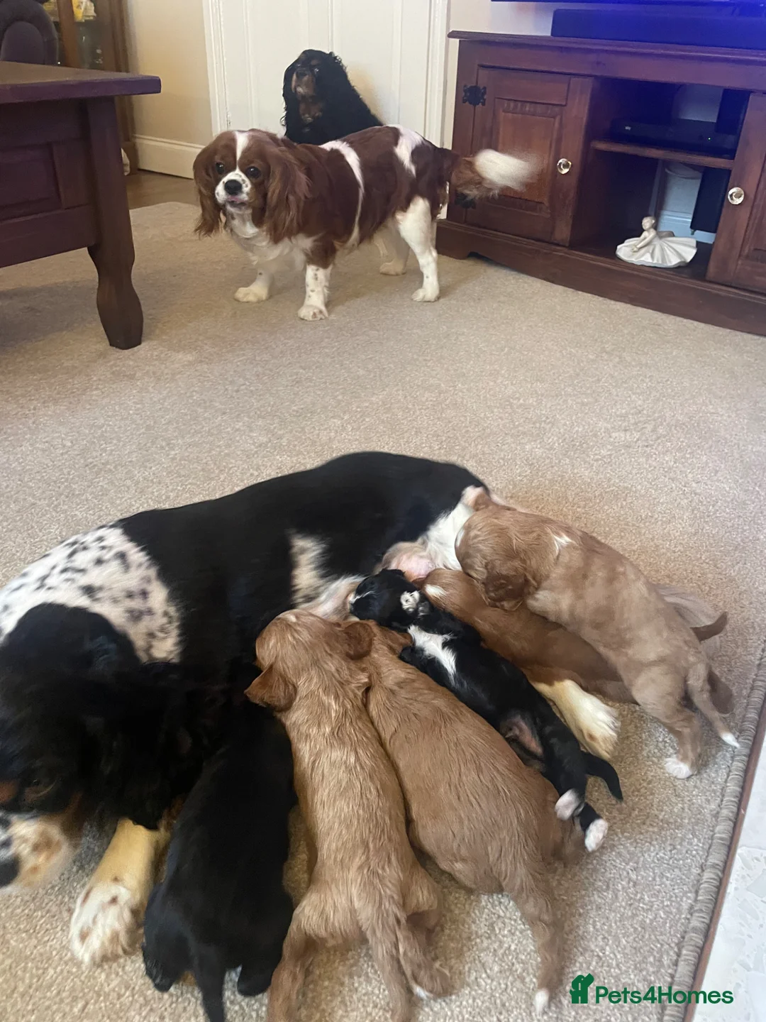 Cavapoo dogs for sale: Four beautiful puppies remaining ready now  - Advert 2